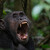 Fotografování šimpanzů se Sony FE 100-400 mm f/4,5-5,6 GM OSS