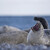 Helgoland 2014: Tuleň zívající
