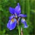 Iris sibiřský
